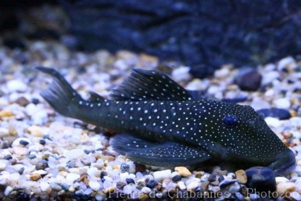 Blue Phantom pleco