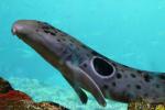 Epaulette shark