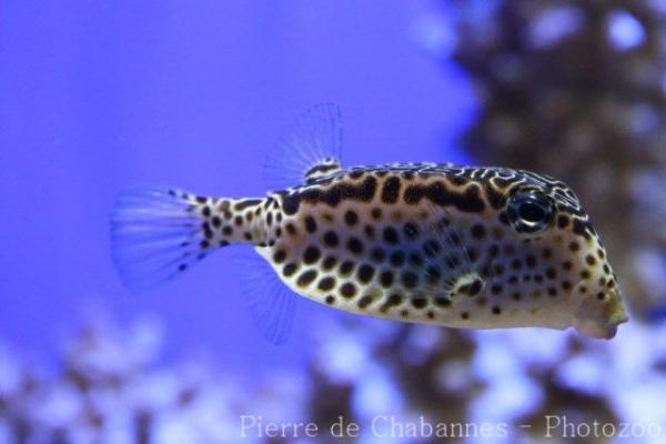 Reticulate boxfish