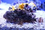 Golden scorpionfish