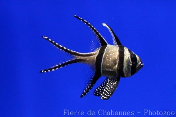 Banggai cardinalfish