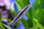 Dwarf gudgeon