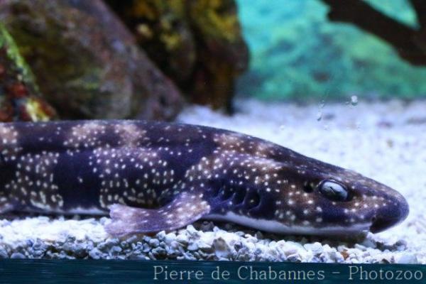 Izu catshark