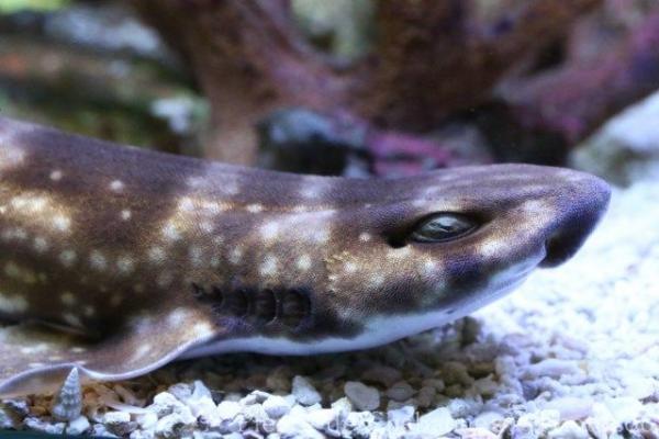 Cloudy catshark