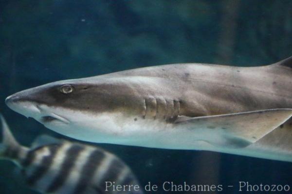 Banded houndshark