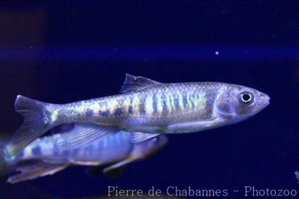 Freshwater minnow