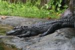 Chinese alligator