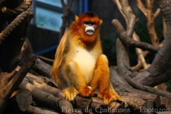 Golden snub-nosed monkey