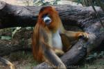 Golden snub-nosed monkey