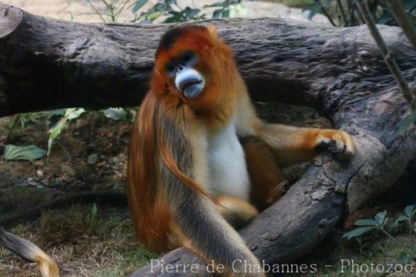 Golden snub-nosed monkey