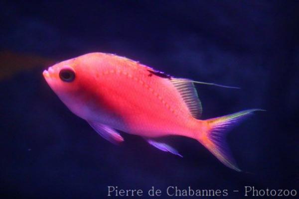 Japanese sacura anthias