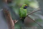 Golden-fronted leafbird