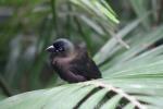 Racket-tailed treepie
