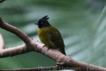 Black-crested bulbul