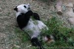 Giant panda