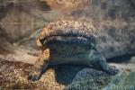 Chinese giant salamander