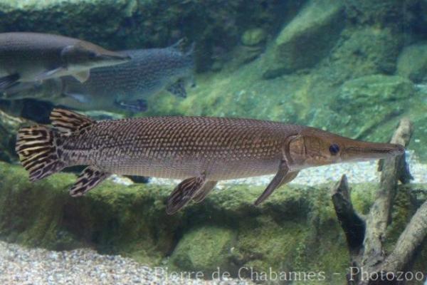 Alligator gar