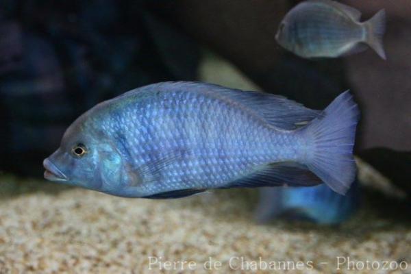 Blue dolphin cichlid