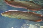 African bonytongue