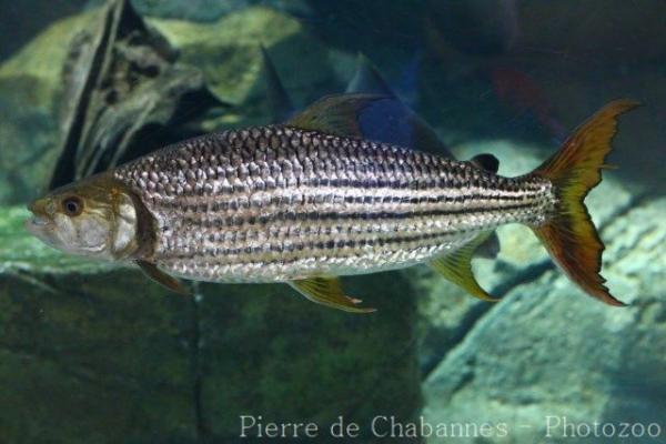 Tiger fish