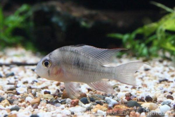 Bolivian ram