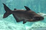 Mekong giant catfish