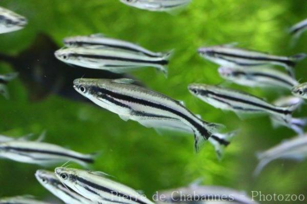 Three-striped african glass catfish