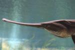 Mississippi paddlefish