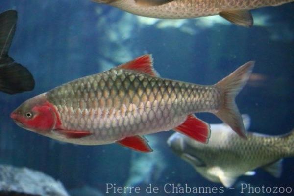 Chinese phoenix barb