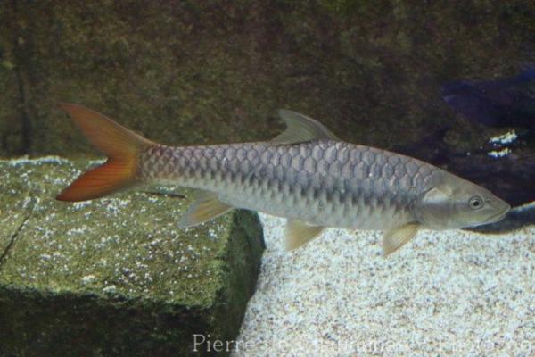 Putitor mahseer