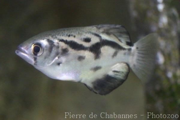 Zebra archerfish