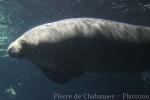 Antillean manatee