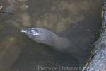 Asiatic softshell turtle