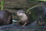 Asian small-clawed otter