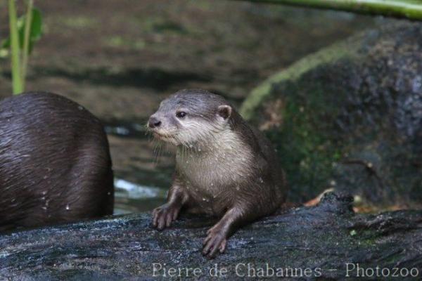 Asian small-clawed otter