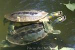 Burmese roofed turtle