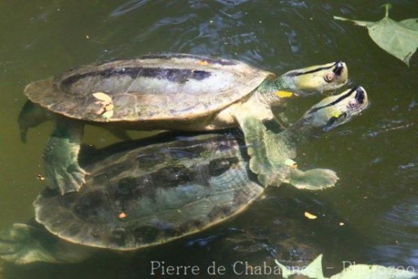 Burmese roofed turtle