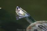 Burmese roofed turtle