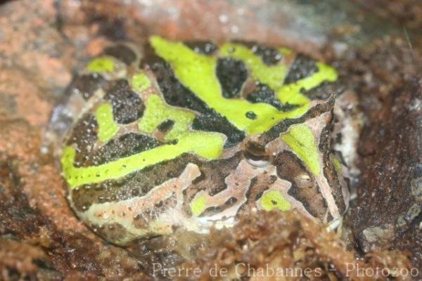 Brazilian horned frog