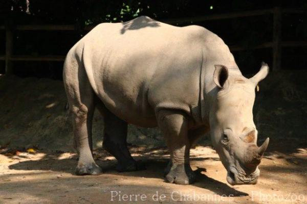 Southern white rhinoceros