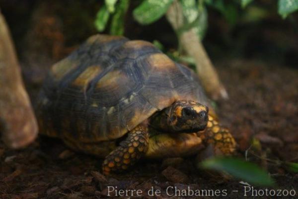 Yellow-footed tortoise