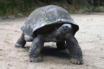 Aldabra giant tortoise