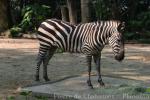 Grant's zebra