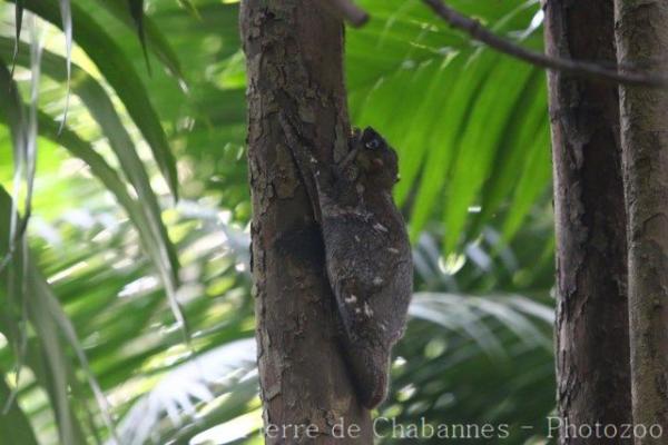 Sunda colugo