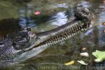 Indian gharial