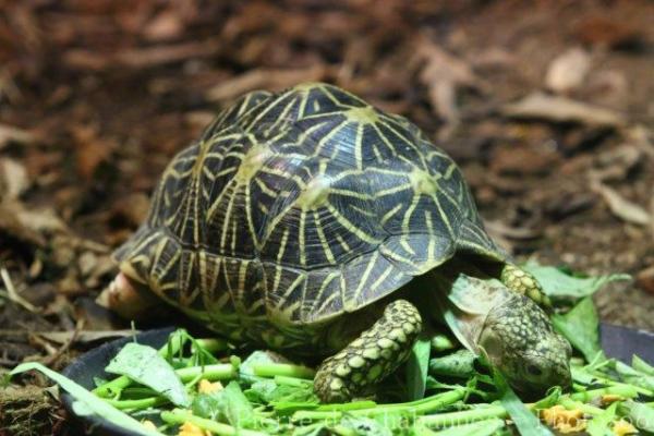 Indian star tortoise