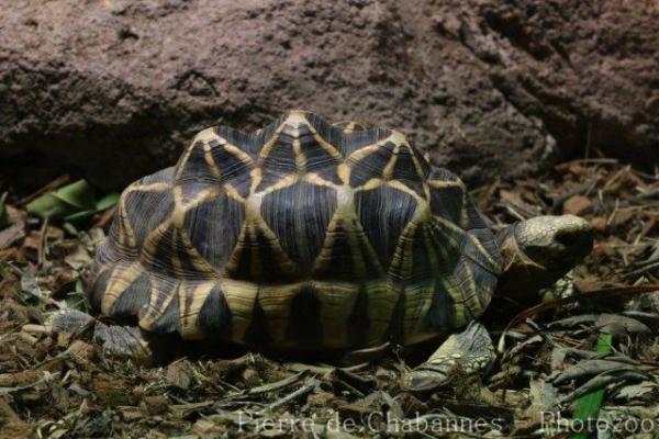 Burmese star tortoise