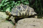 Burmese star tortoise