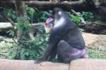 Mandrill