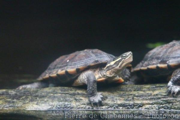 Annam leaf turtle